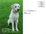 Animal Postcard EDDM